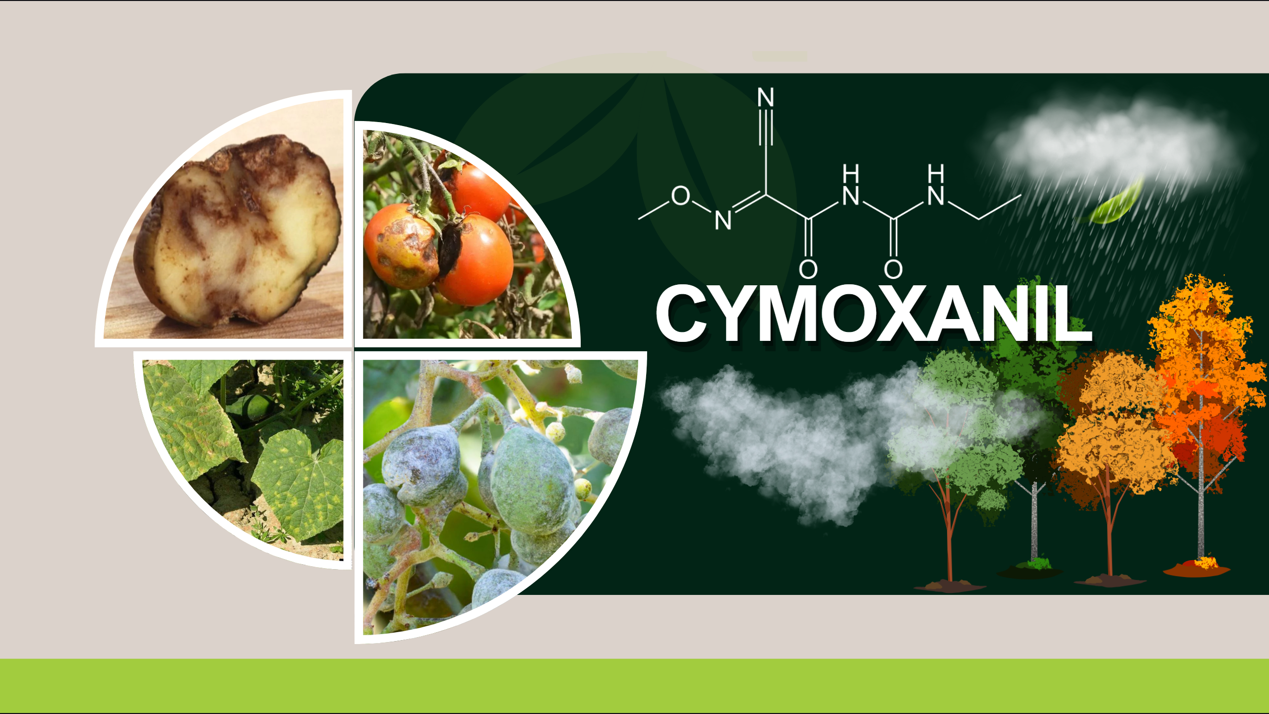 USING CYMOXANIL DURING THE LAST THREE MONTHS OF THE YEAR (OCTOBER, NOVEMBER, AND DECEMBER): A RATIONAL APPROACH TO AGRICULTURAL DISEASE MANAGEMENT
